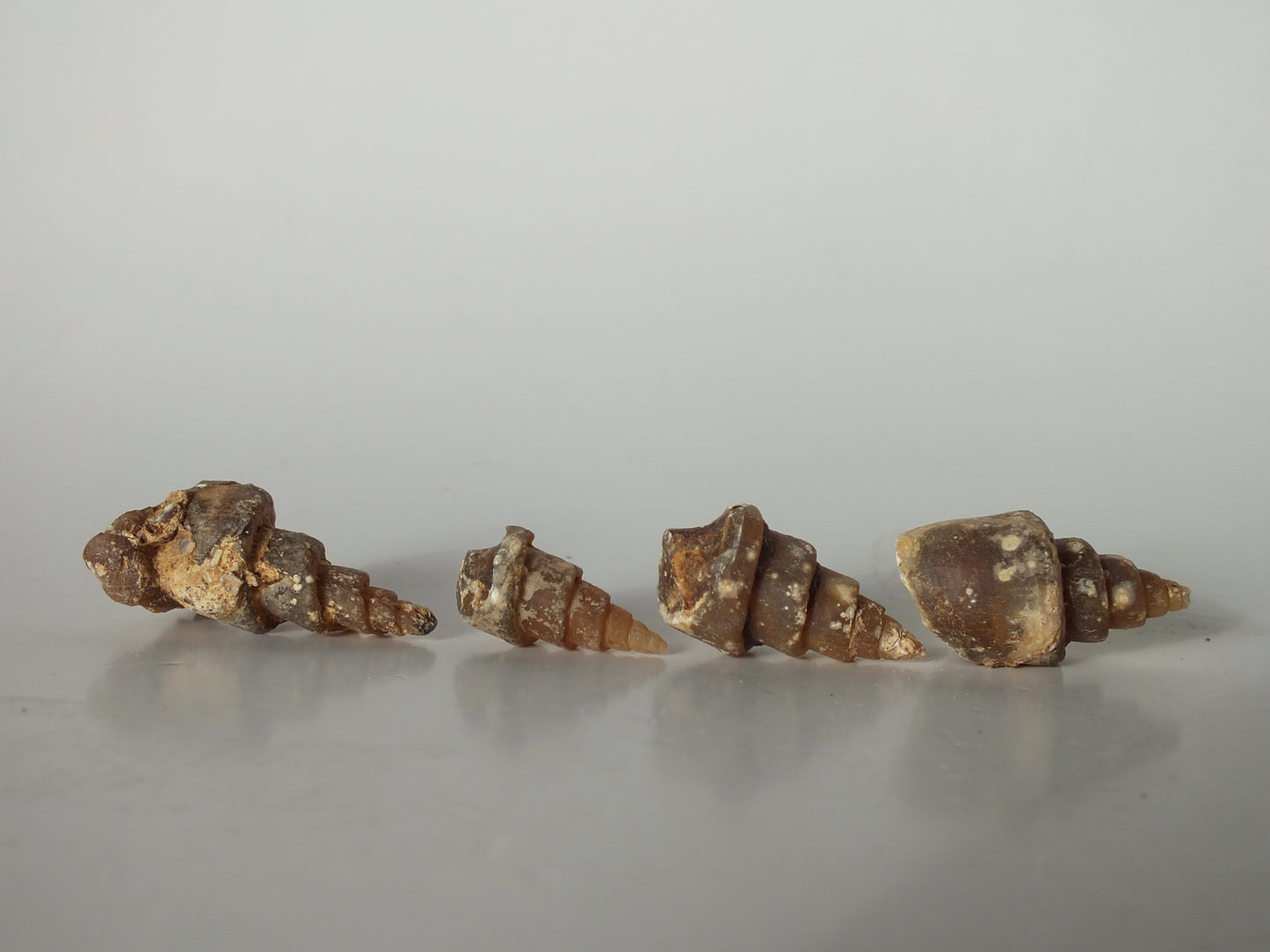 25 Agatized Gastropod Fossil Bundle (Morocco)