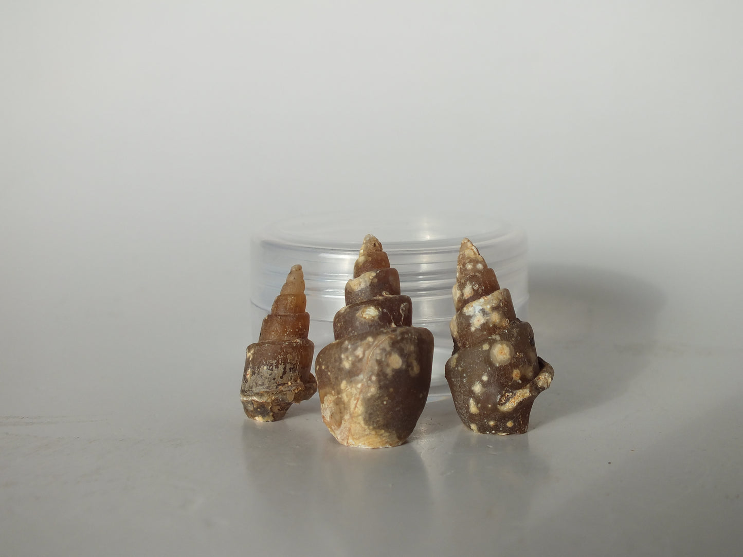 25 Agatized Gastropod Fossil Bundle (Morocco)