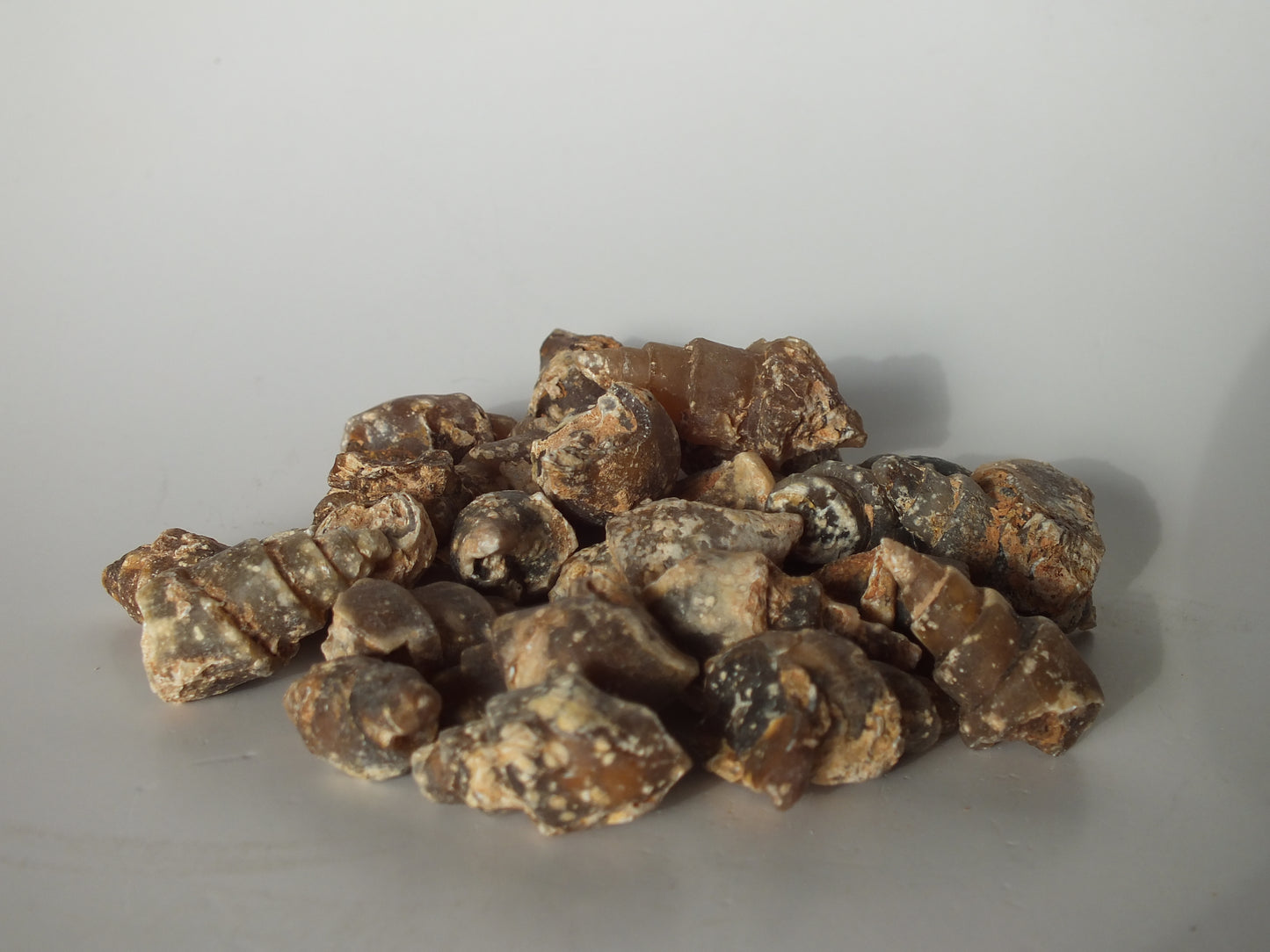 25 Agatized Gastropod Fossil Bundle (Morocco)