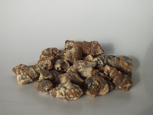 25 Agatized Gastropod Fossil Bundle (Morocco)