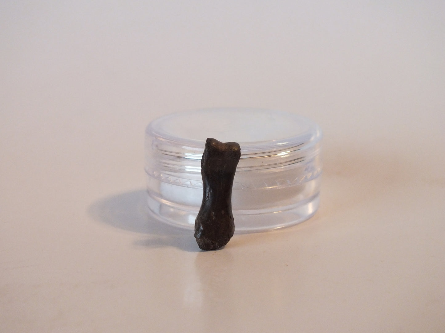 0.64" Dromaeosaur Raptor Toe Bone (Montana)