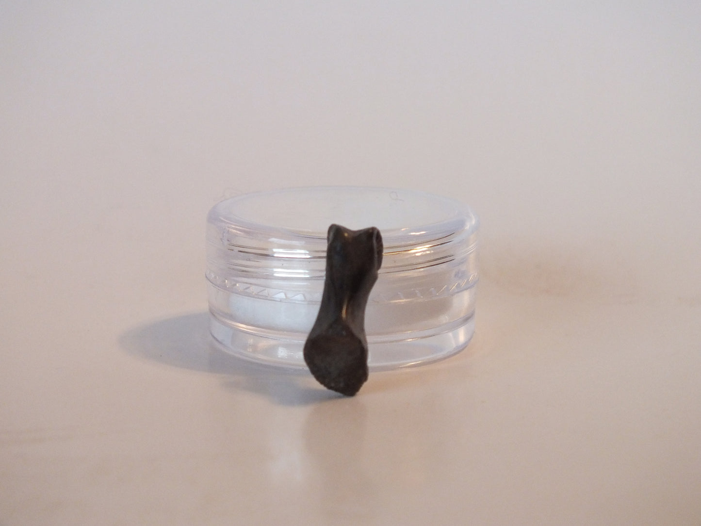 0.64" Dromaeosaur Raptor Toe Bone (Montana)