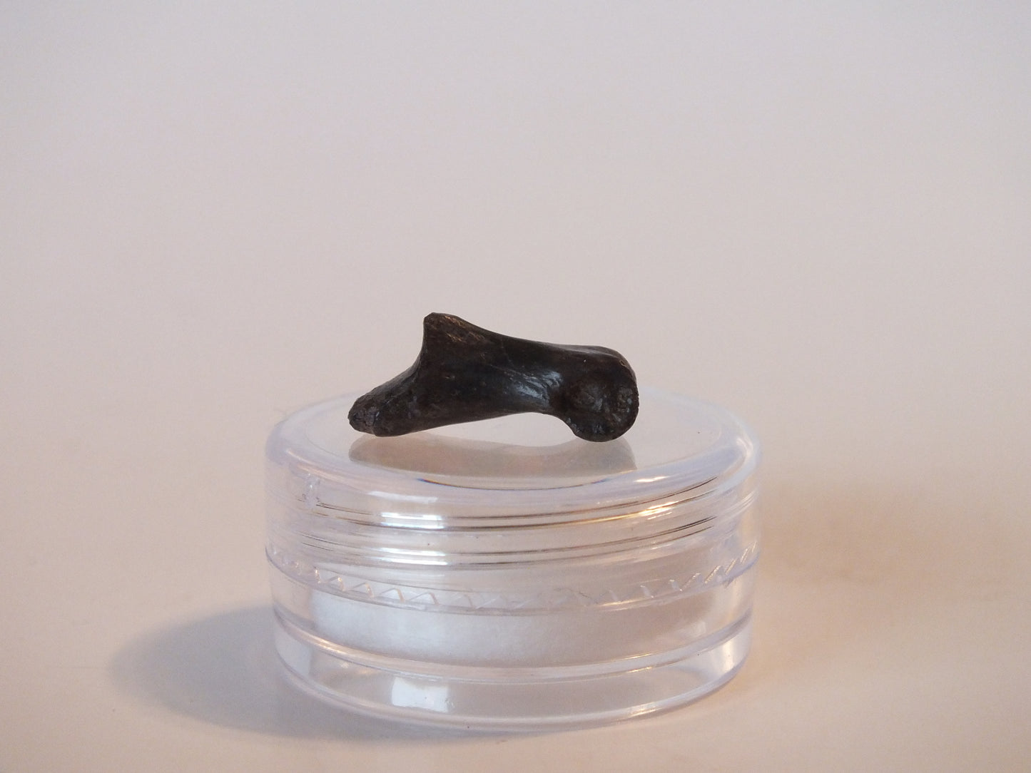 0.64" Dromaeosaur Raptor Toe Bone (Montana)