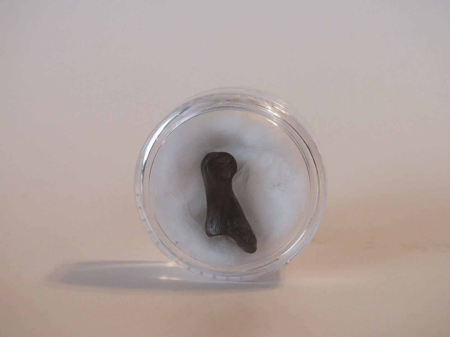 0.64" Dromaeosaur Raptor Toe Bone (Montana)