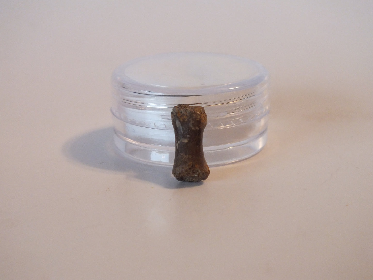 0.5" Dromaesaur Raptor Toe Bone (Wyoming)