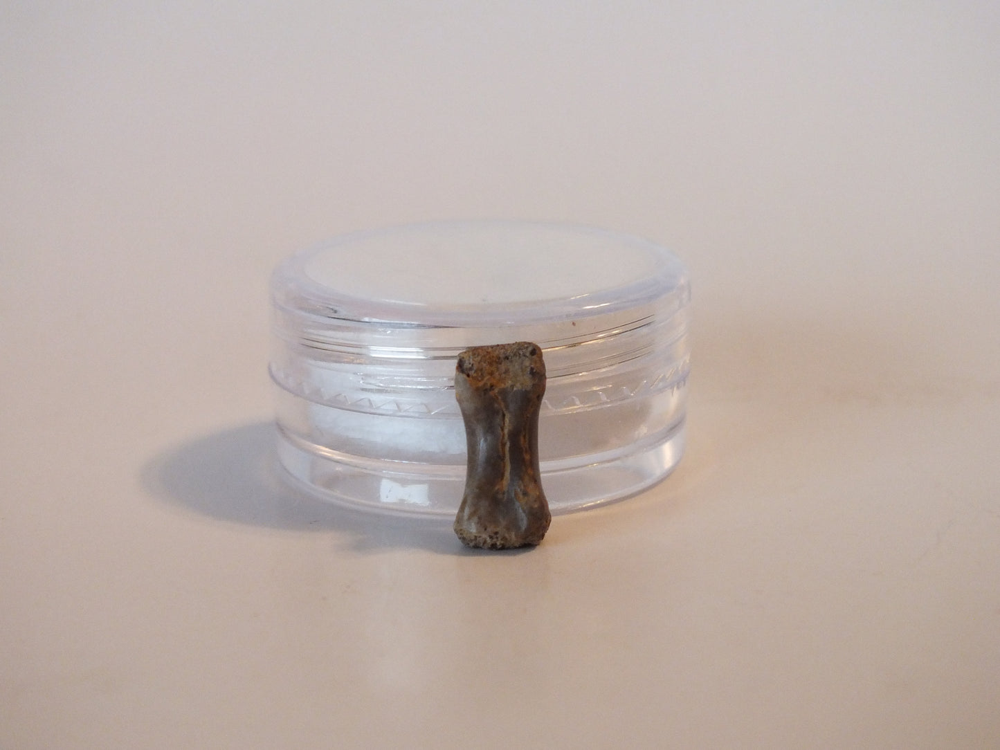 0.5" Dromaesaur Raptor Toe Bone (Wyoming)