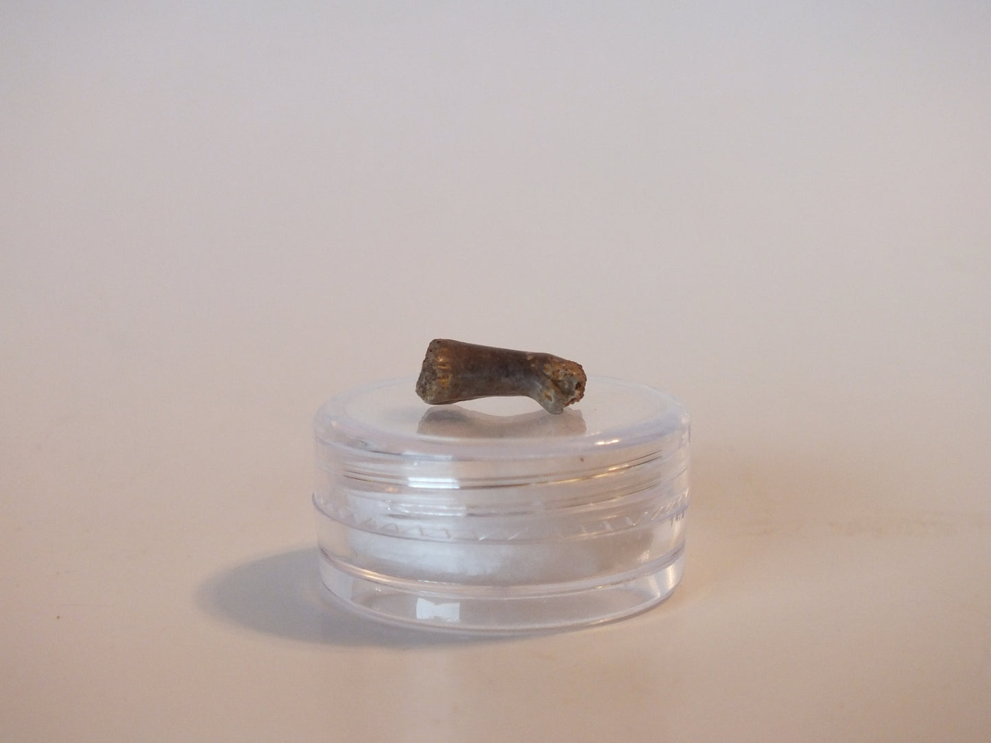 0.5" Dromaesaur Raptor Toe Bone (Wyoming)