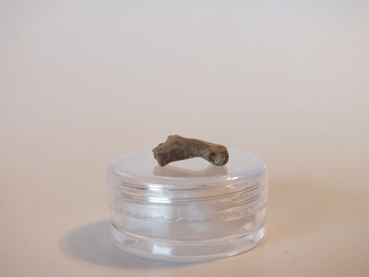 0.54" Dromaesaur Raptor Toe Bone (Wyoming)