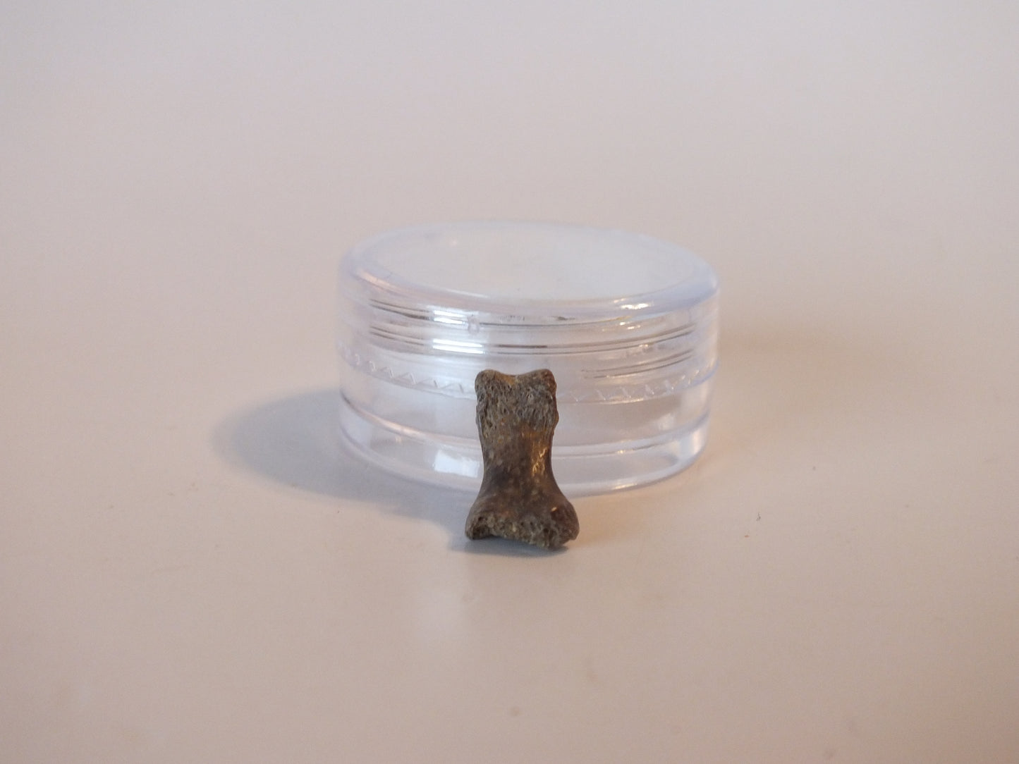 0.54" Dromaesaur Raptor Toe Bone (Wyoming)
