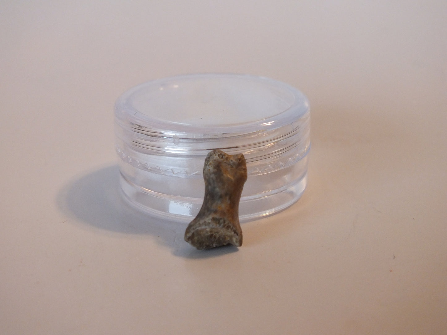 0.54" Dromaesaur Raptor Toe Bone (Wyoming)