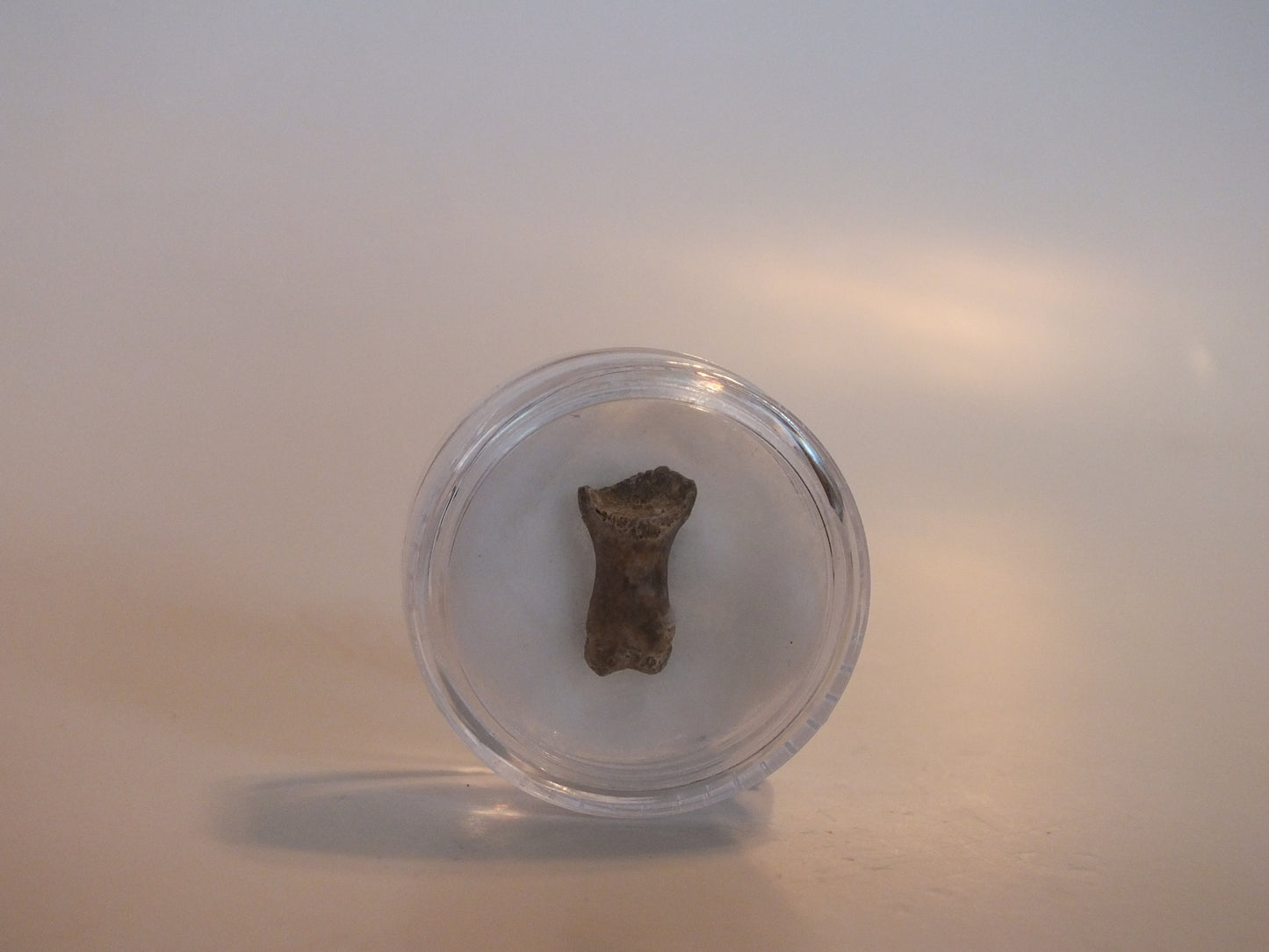 0.54" Dromaesaur Raptor Toe Bone (Wyoming)