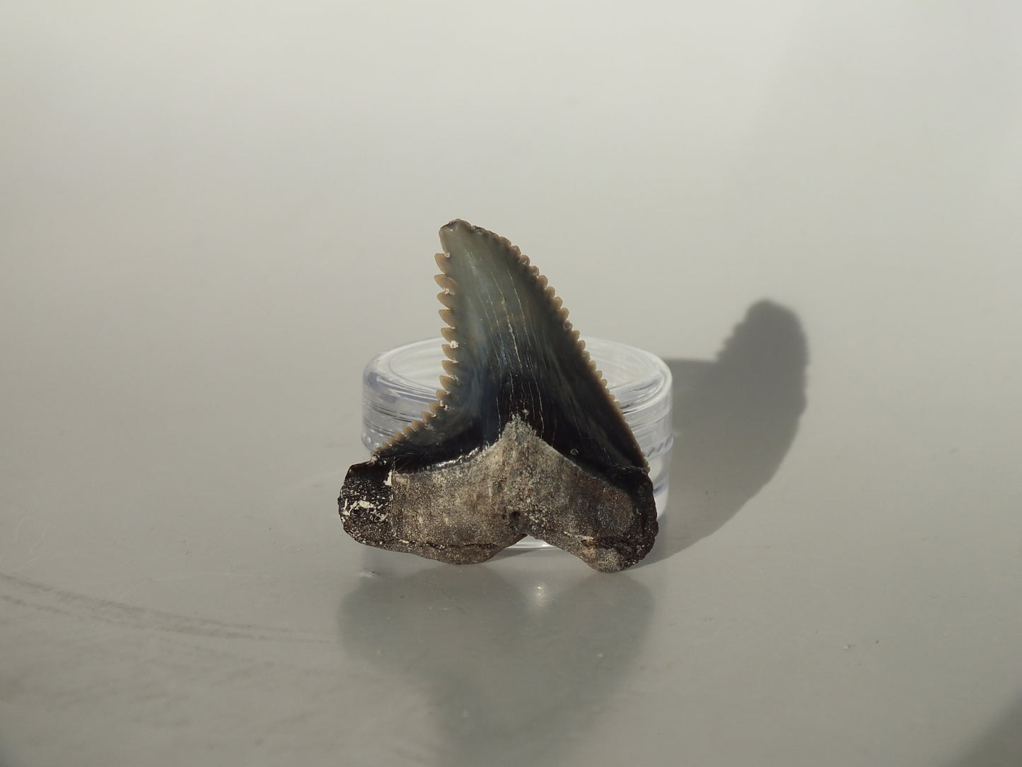 1.37" Hemipristis Serra Tooth (Virginia)