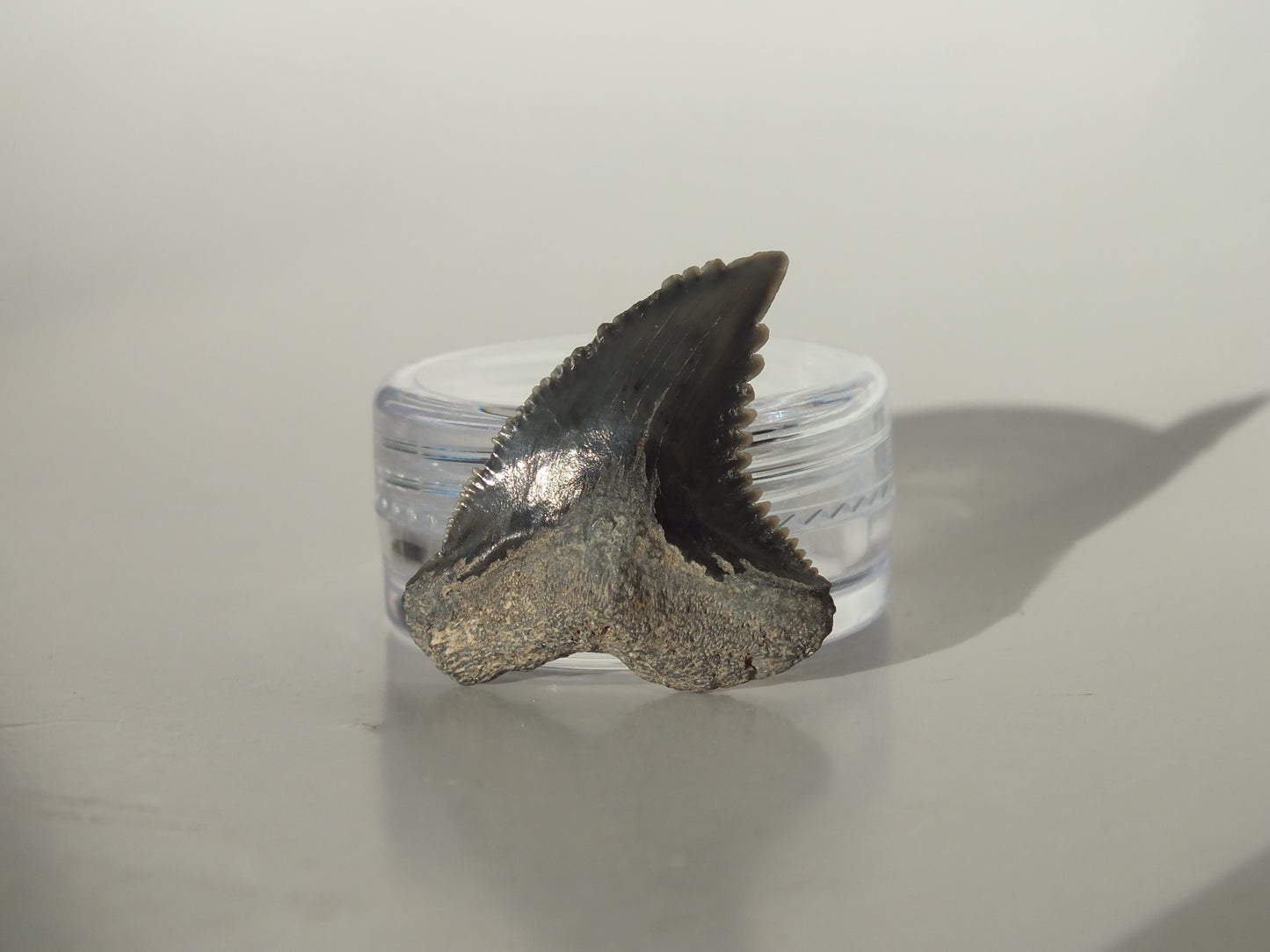 1.13"Hemipristis Serra Tooth (Virginia)