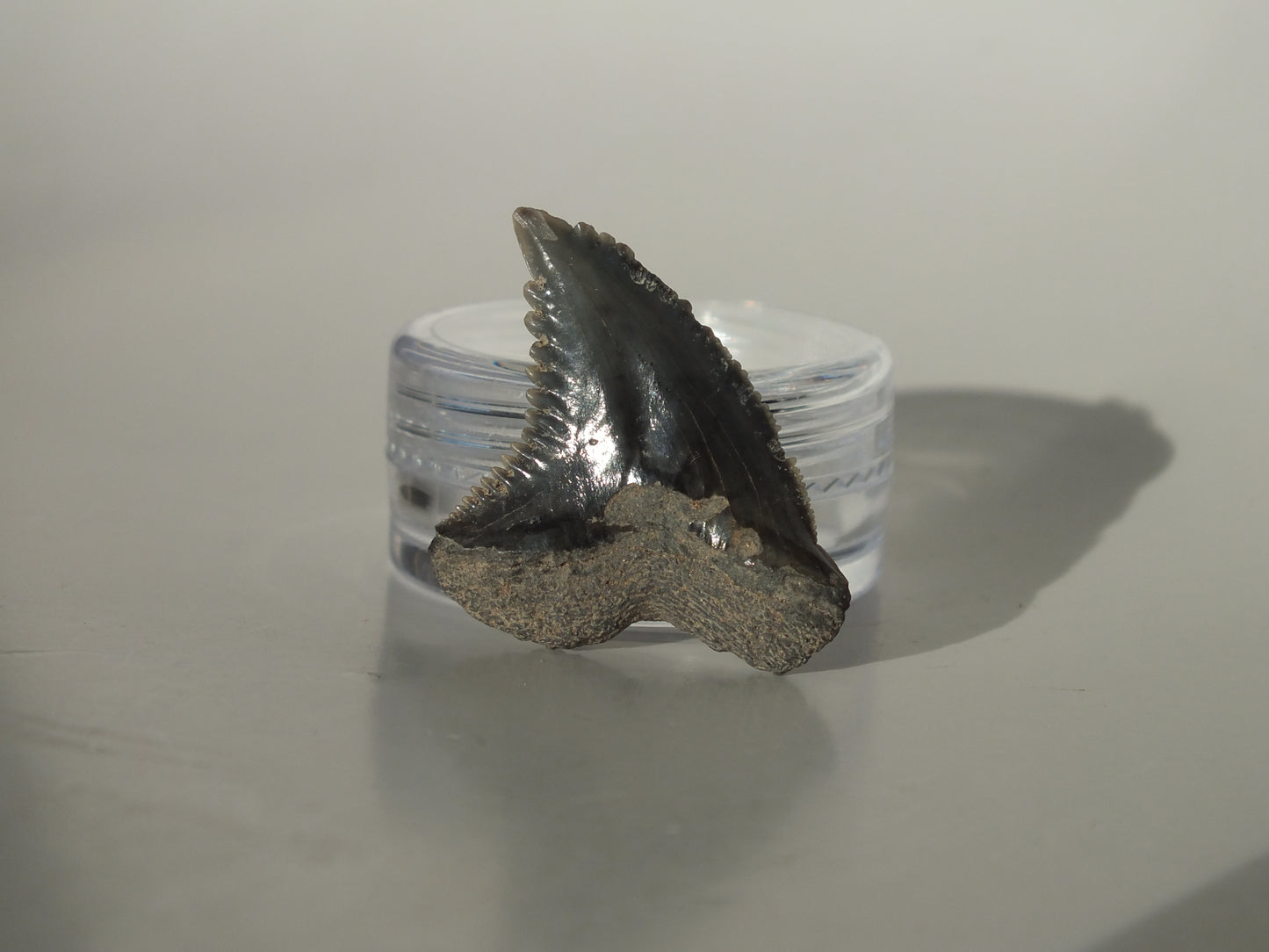 1.13"Hemipristis Serra Tooth (Virginia)