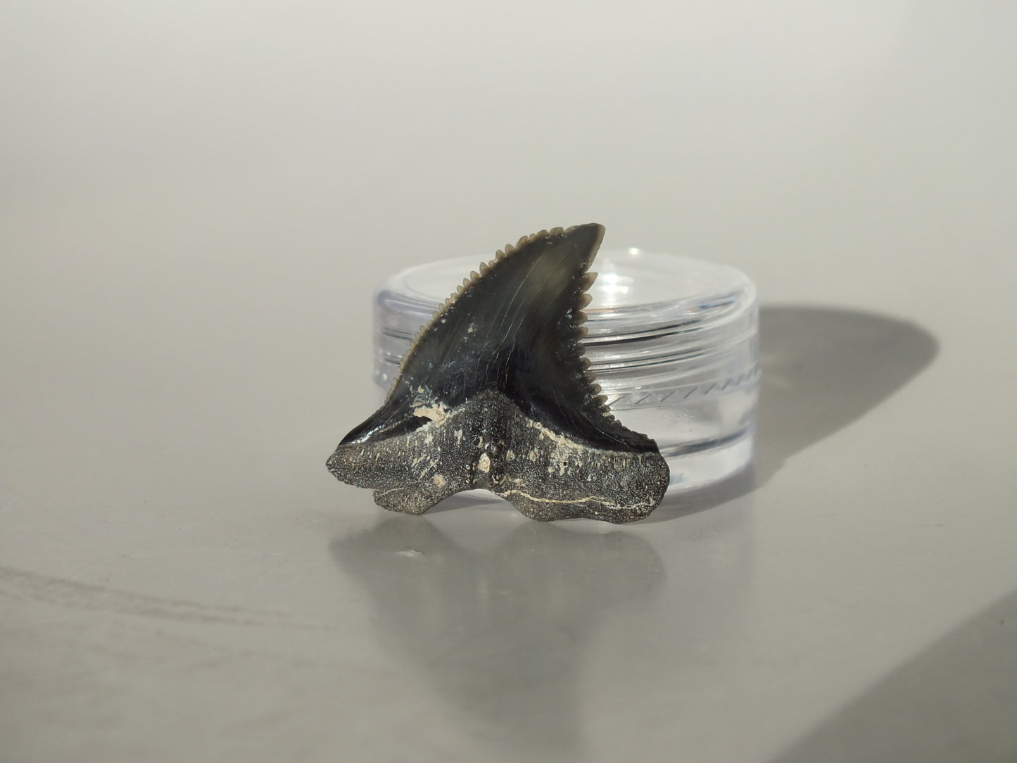 1.03"Hemipristis Serra Tooth (Virginia)