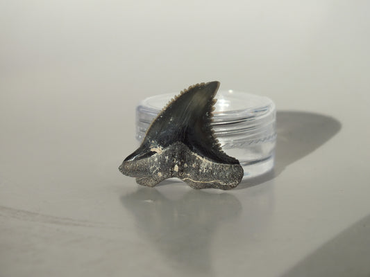 1.03"Hemipristis Serra Tooth (Virginia)
