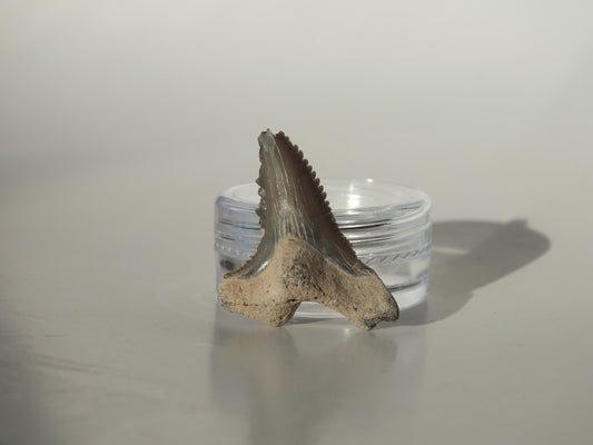 1.15"Hemipristis Serra Tooth (Bone Valley)
