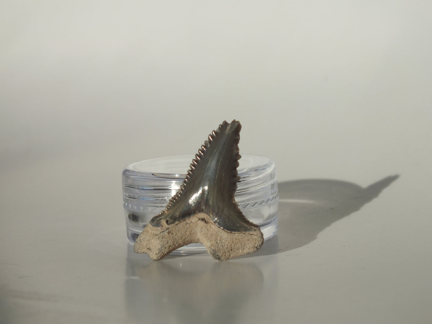 1.15"Hemipristis Serra Tooth (Bone Valley)
