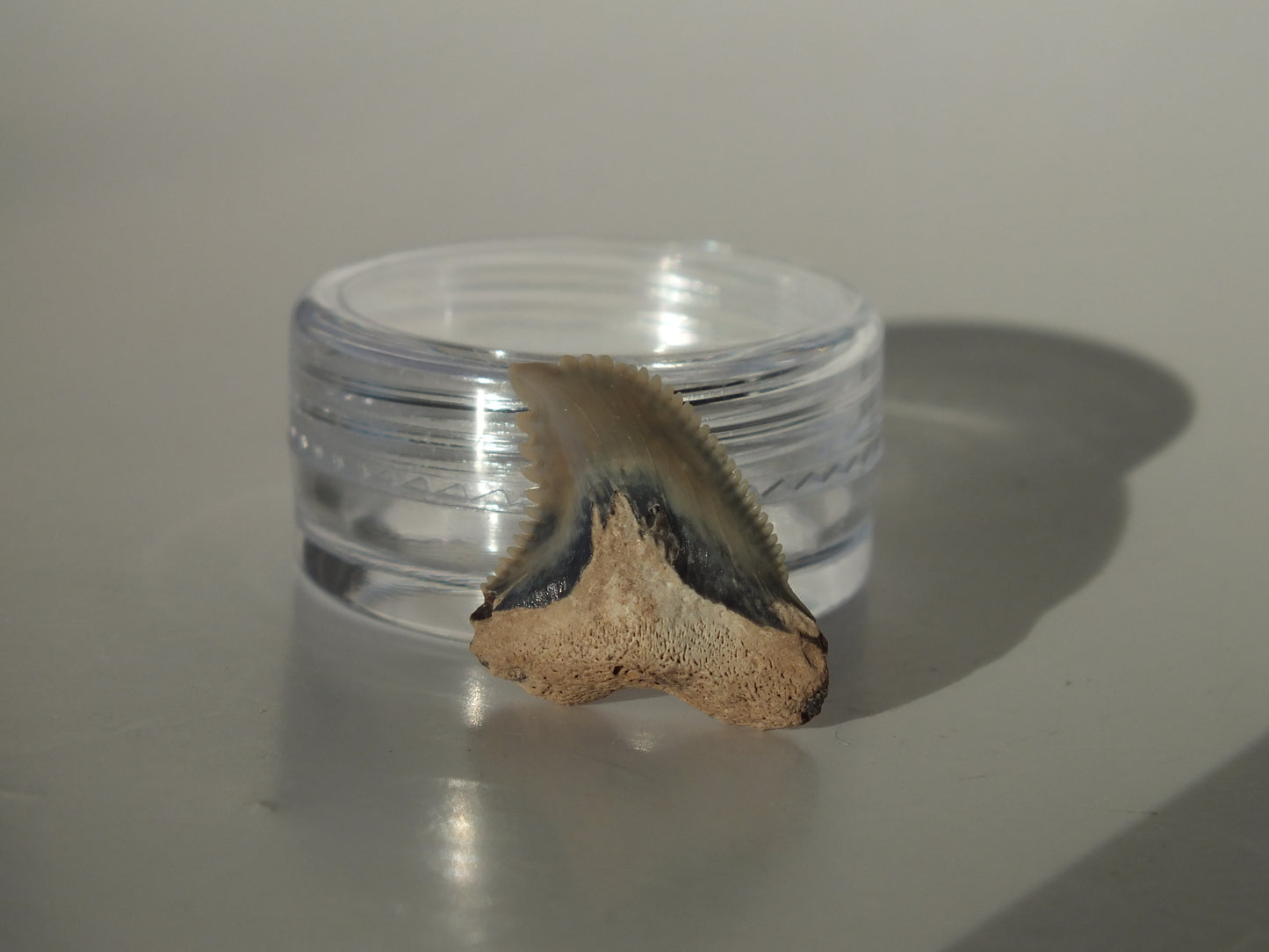 0.84"Hemipristis Serra Tooth (Bone Valley)