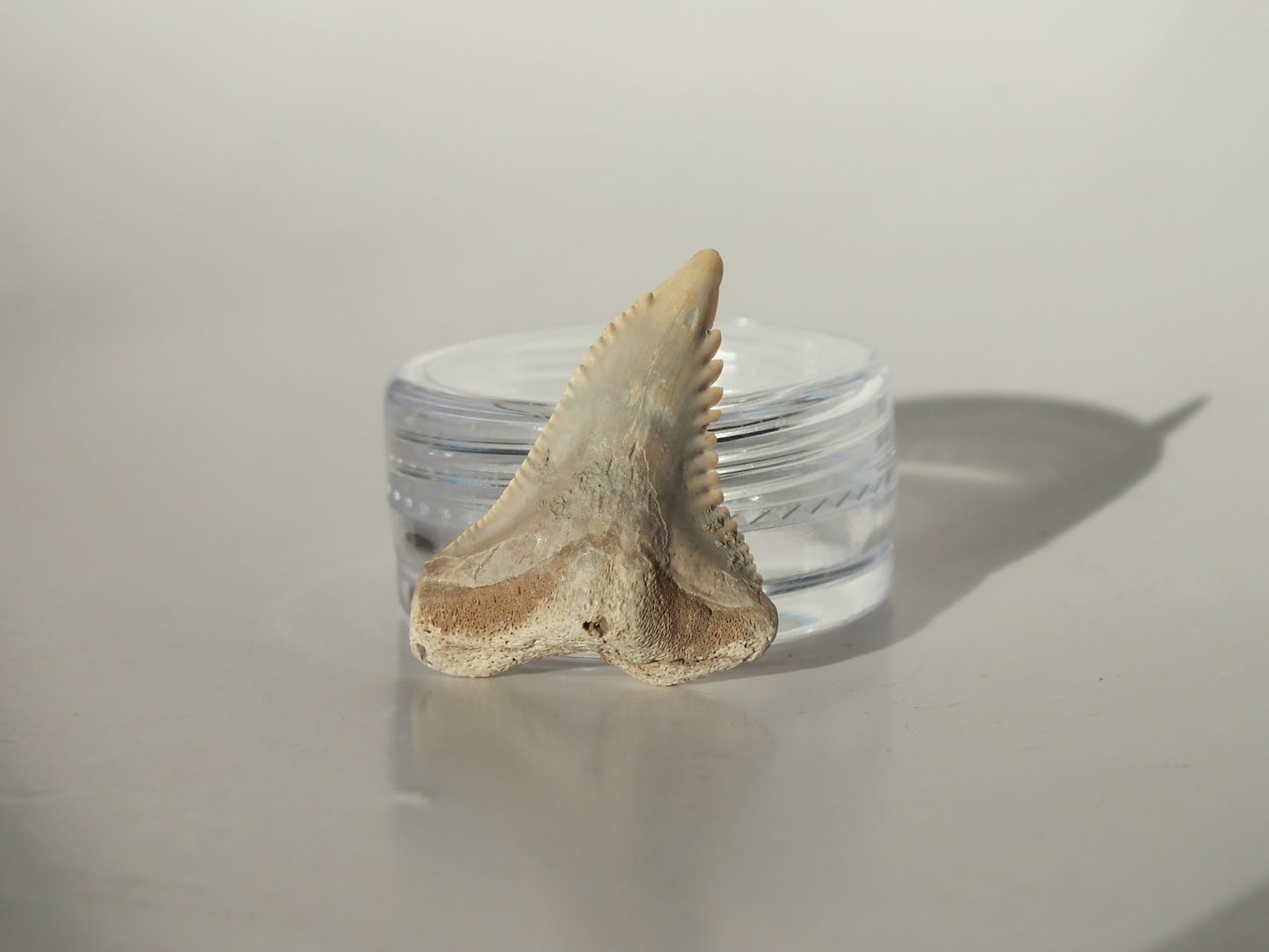 1.07" Hemipristis Serra Tooth (Bone Valley)