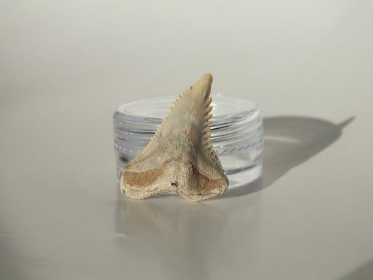 1.07" Hemipristis Serra Tooth (Bone Valley)