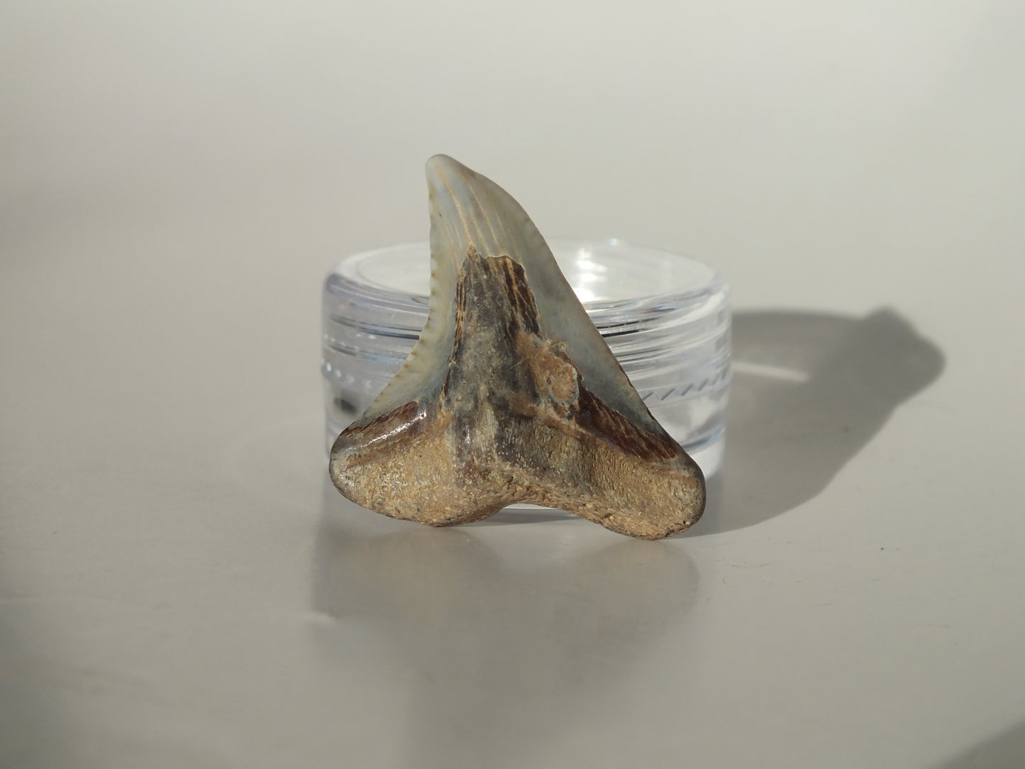 1.19" Hemipristis Serra Tooth (Bone Valley)