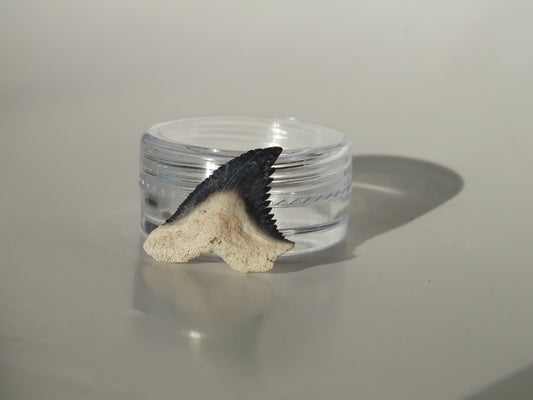 0.86" Hemipristis Serra Tooth (Bone Valley)