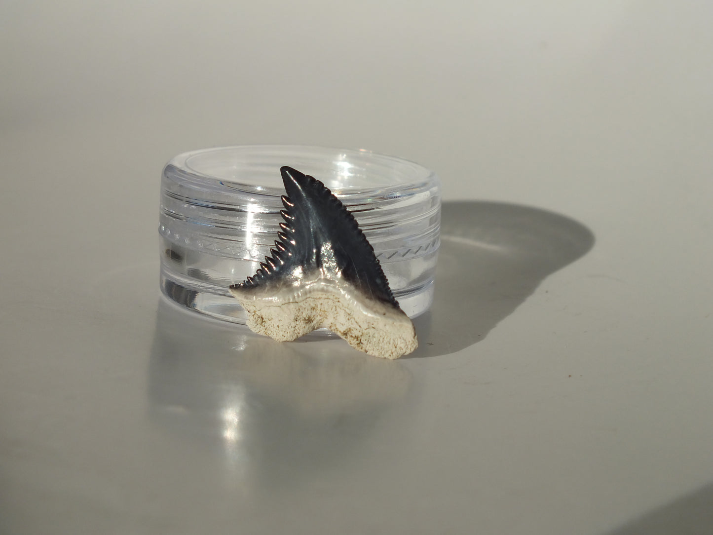 0.86" Hemipristis Serra Tooth (Bone Valley)