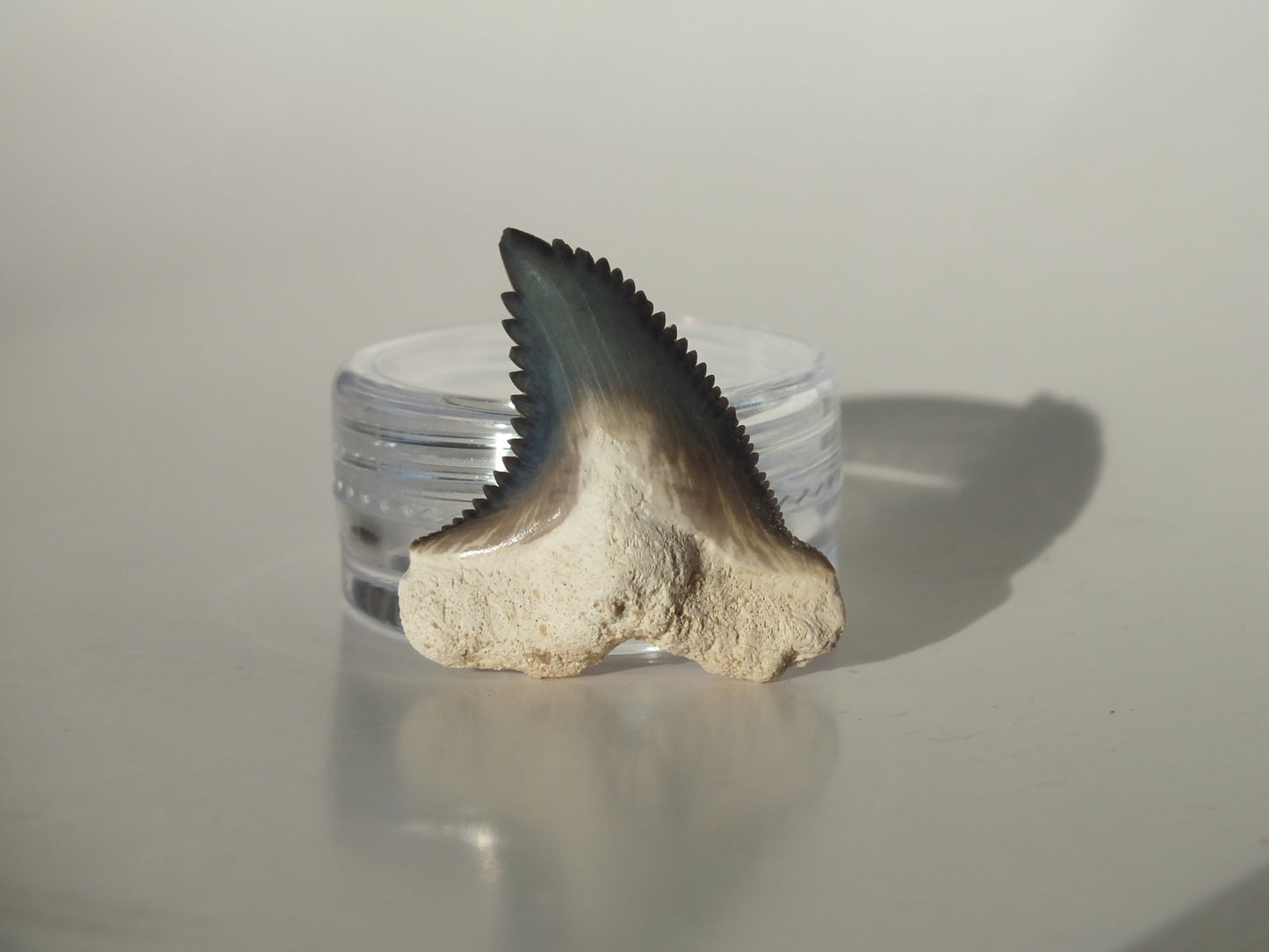1.14" Hemipristis Serra Tooth (Bone Valley)