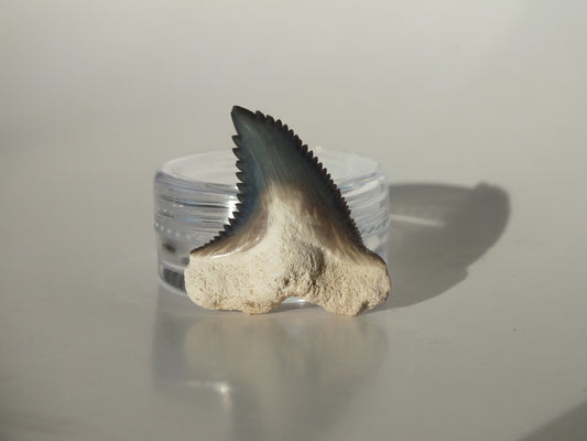1.14" Hemipristis Serra Tooth (Bone Valley)