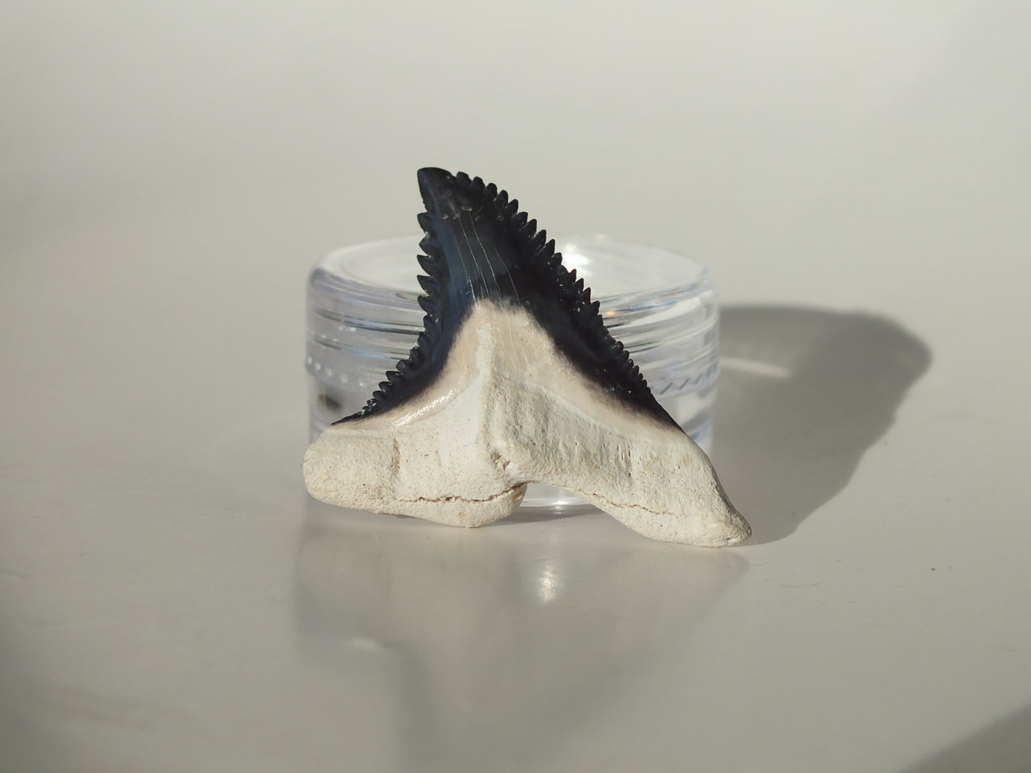 1.31" Hemipristis Serra Tooth (Bone Valley)