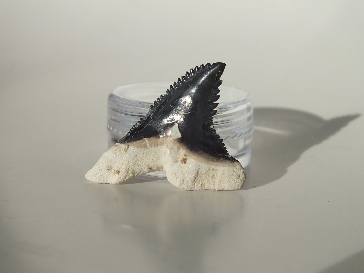 1.31" Hemipristis Serra Tooth (Bone Valley)