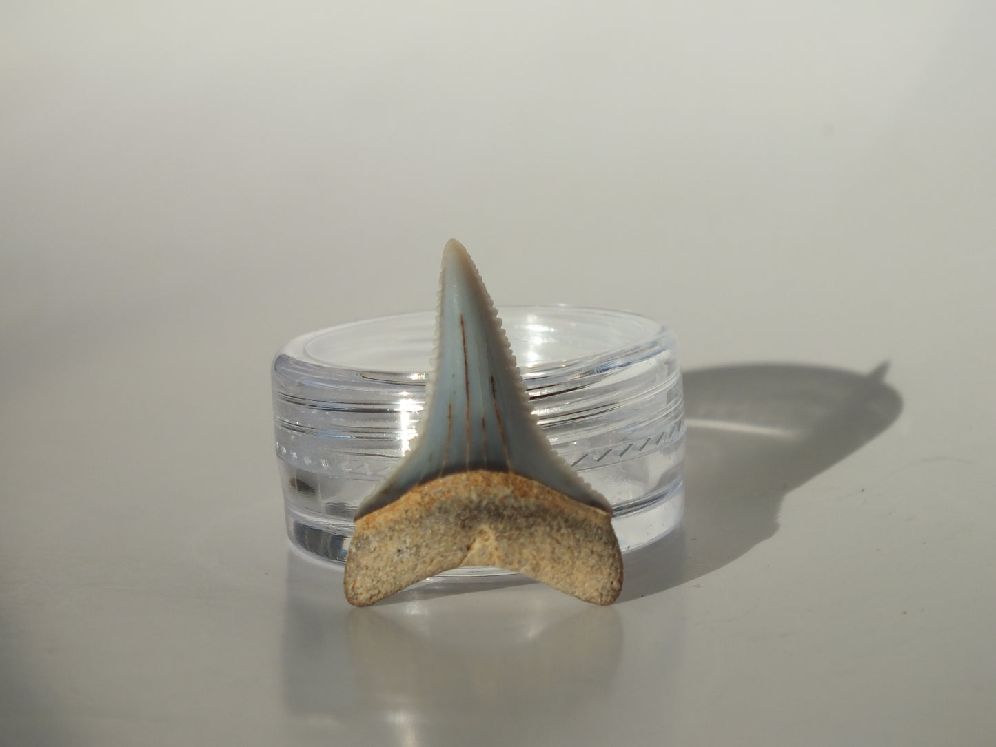 1.06" Great White Fossil Tooth (Peru)