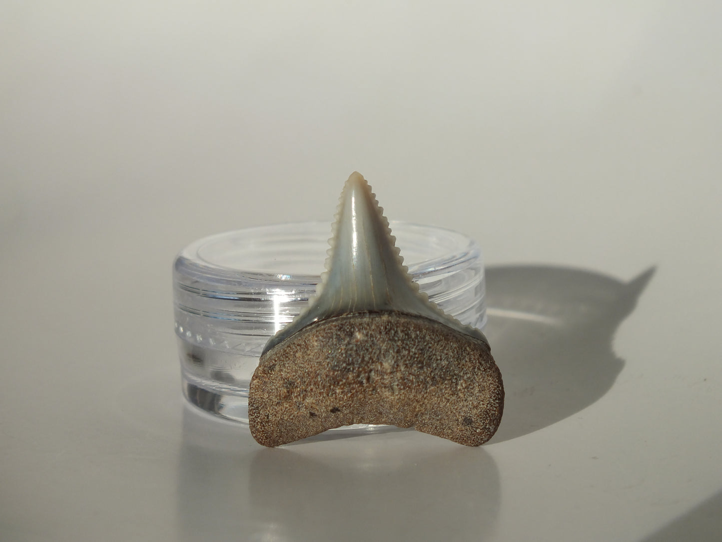 1.03" Great White Fossil Tooth (Peru)