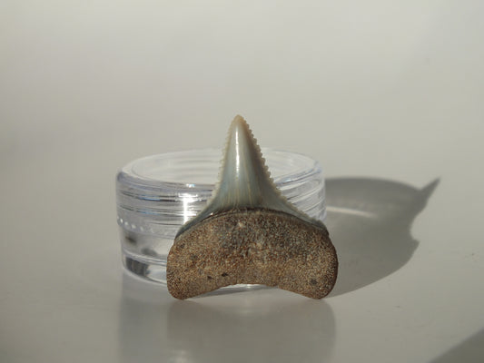 1.03" Great White Fossil Tooth (Peru)