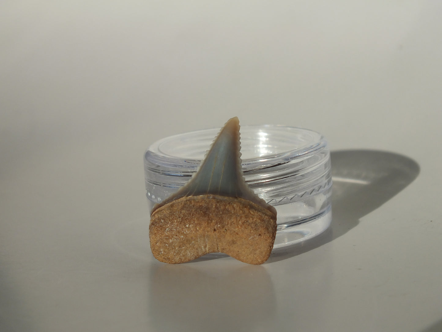 0.95" Great White Fossil Tooth (Peru)