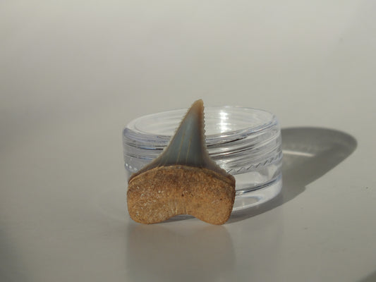 0.95" Great White Fossil Tooth (Peru)