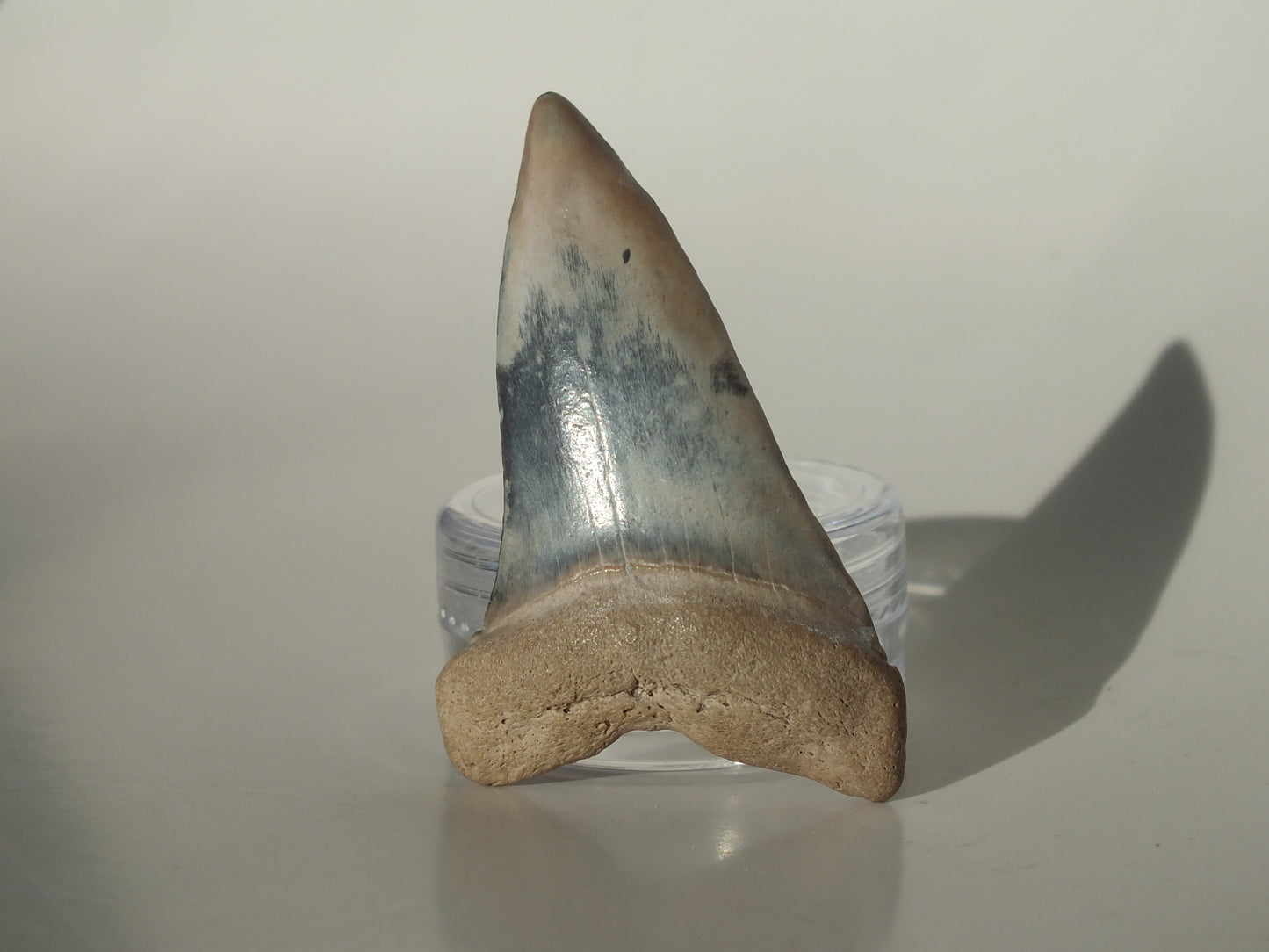 1.83" Hastalis Tooth (Gainesville)