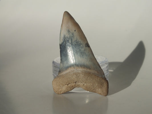 1.83" Hastalis Tooth (Gainesville)