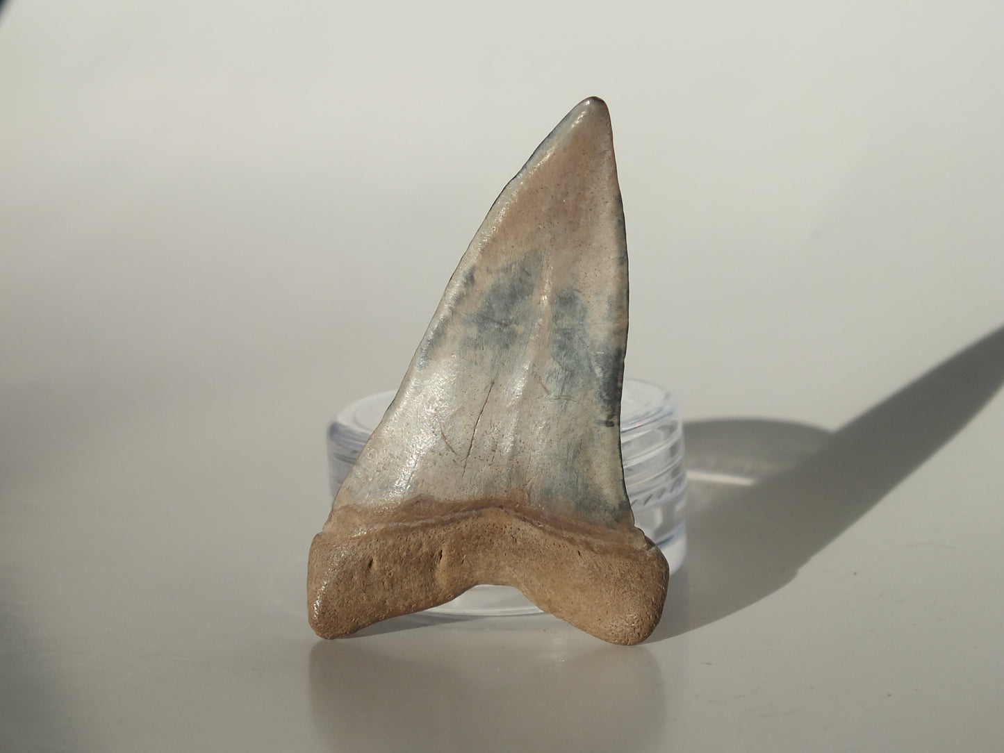 1.83" Hastalis Tooth (Gainesville)