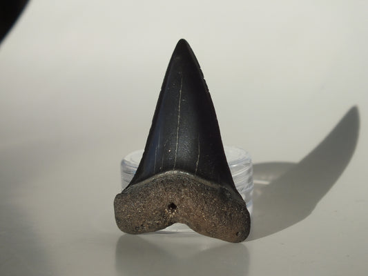 1.8"Hastalis Tooth (Gainesville)