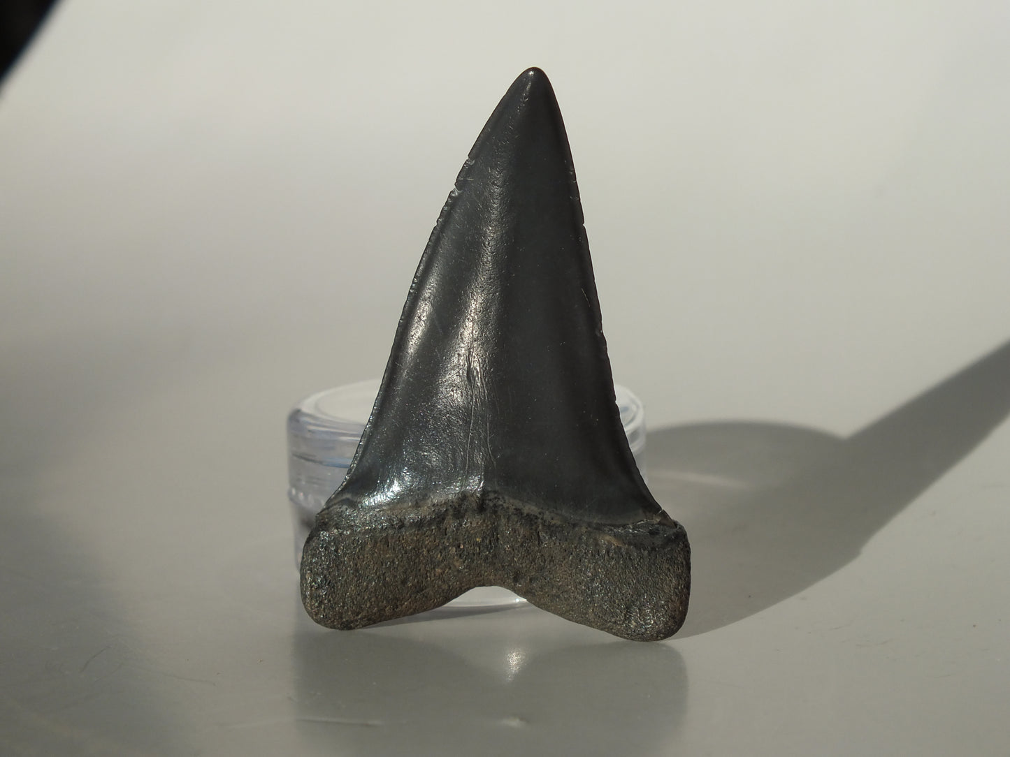 1.8"Hastalis Tooth (Gainesville)