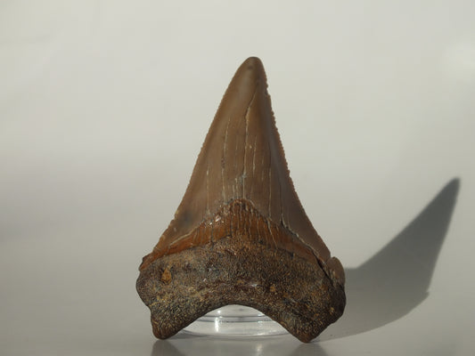 2.07" Angustidens Tooth (South Carolina)
