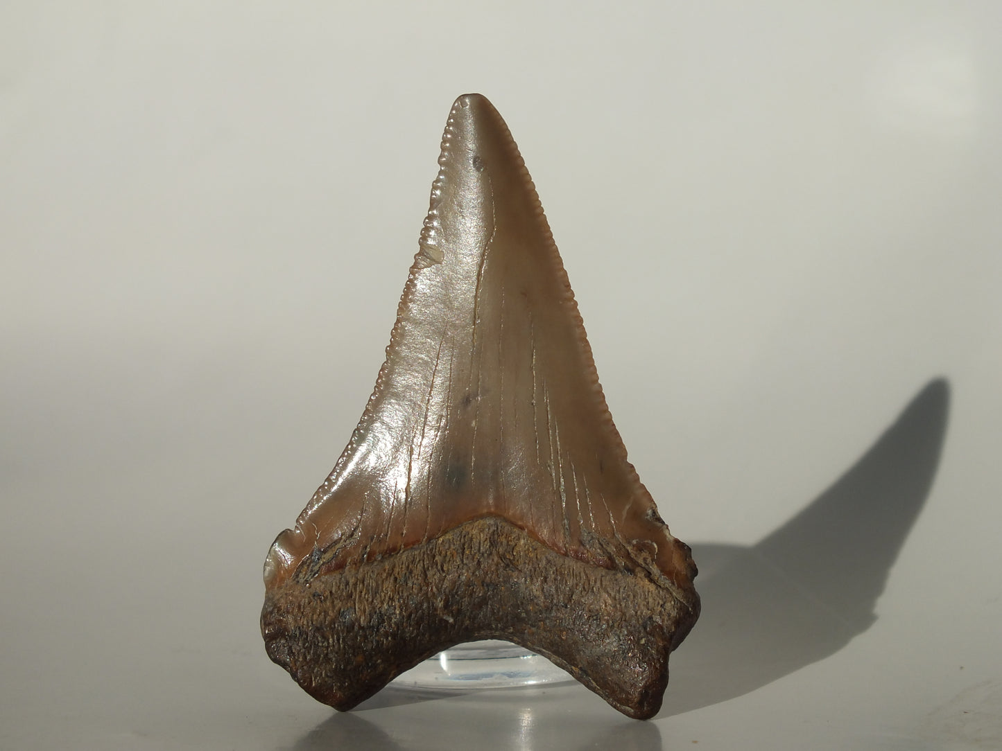 2.07" Angustidens Tooth (South Carolina)