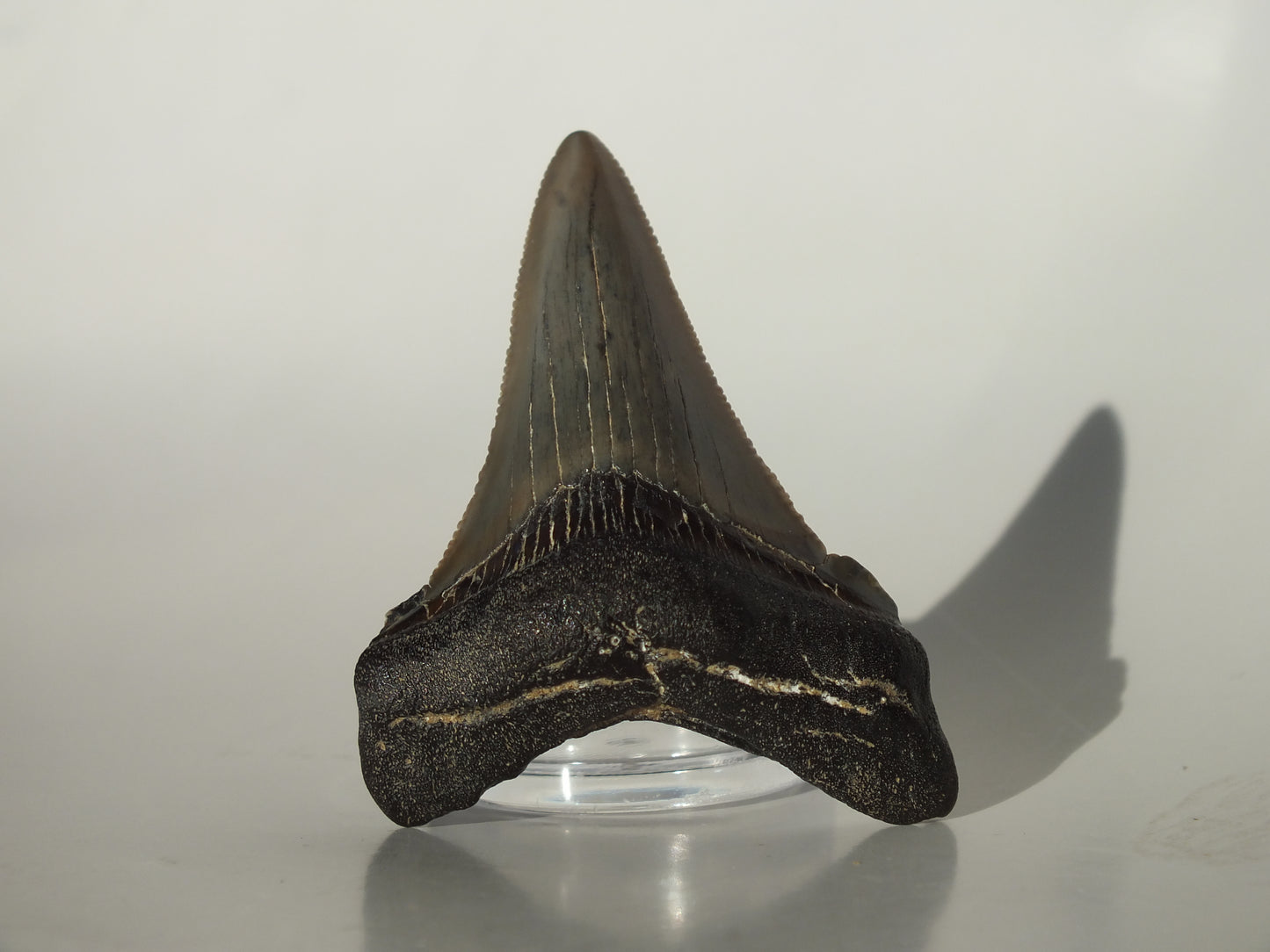2.11" Angustidens Tooth (South Carolina)