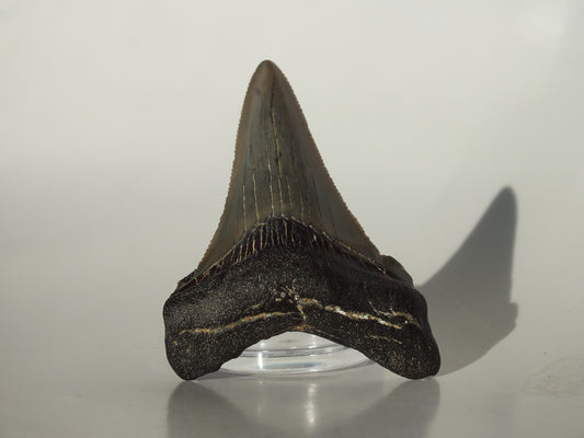 2.11" Angustidens Tooth (South Carolina)