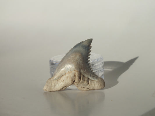 1.43" Hemipristis Serra Tooth (Bone Valley)