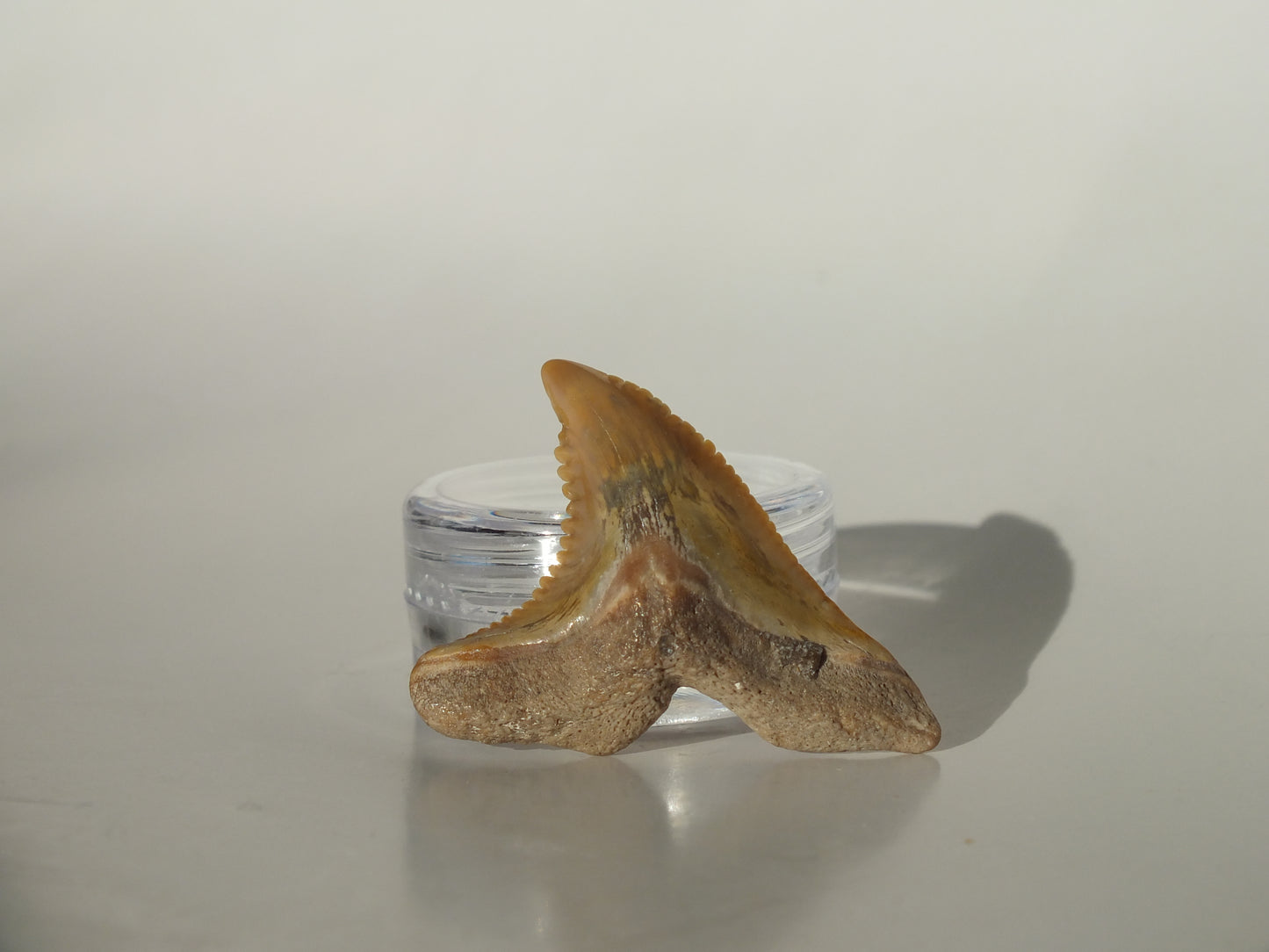 1.41" Hemipristis Serra Tooth (Bone Valley)