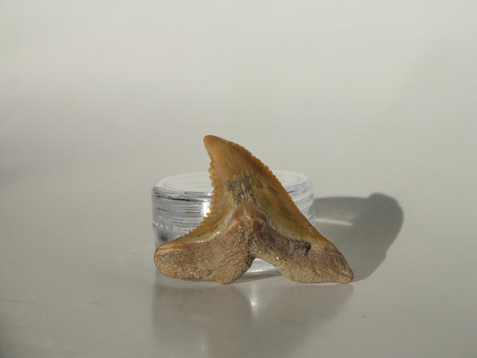 1.41" Hemipristis Serra Tooth (Bone Valley)