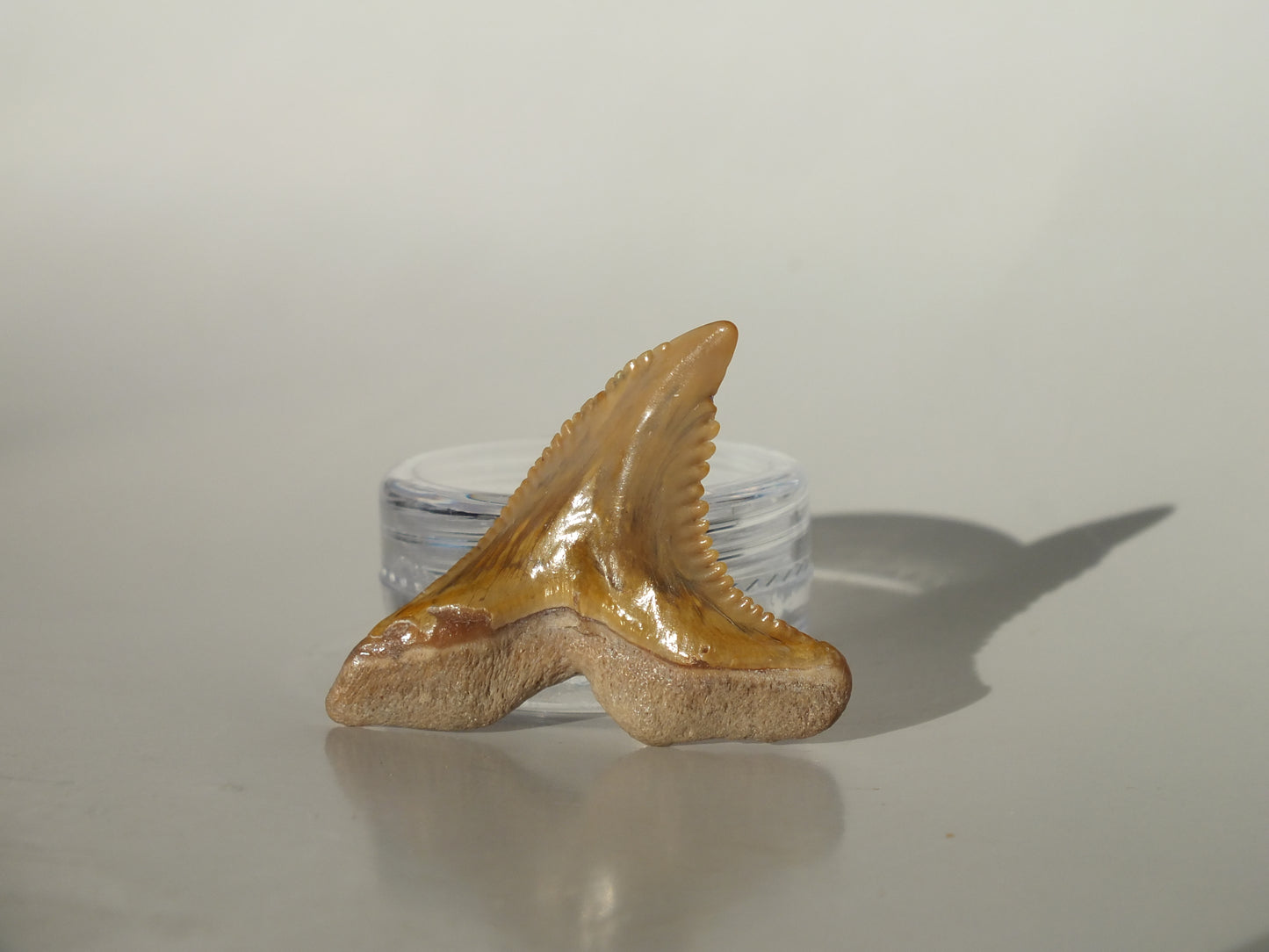 1.41" Hemipristis Serra Tooth (Bone Valley)